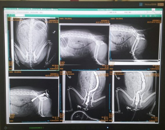 Radiologia veterinaria